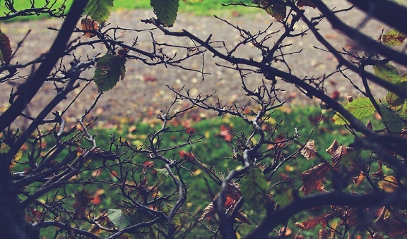 Кустарник, осень, дерево, птица, листья, отделение, природа, branchlet