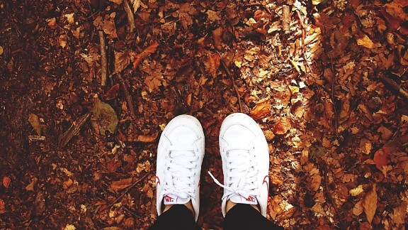 кроссовки, нога, обувь, осень, листья земли, сухой,