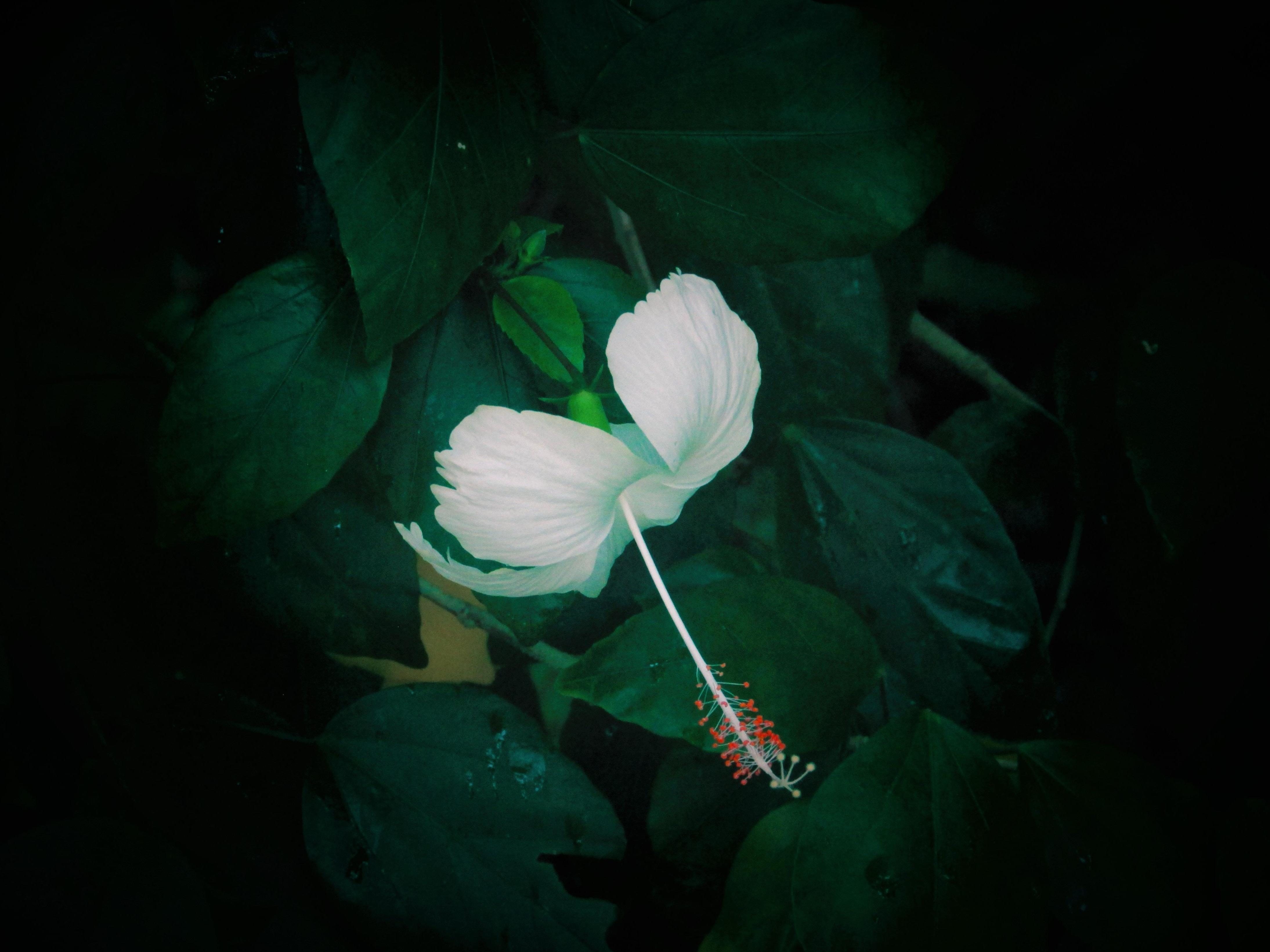 フリー写真画像 花 暗い 植物 葉 花びら 庭園 紅葉