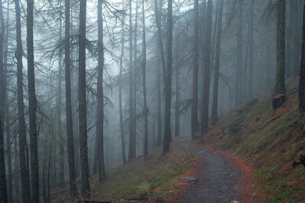 fog, tree, landscape, mist, wood, road, conifer, environment, nature, leaf