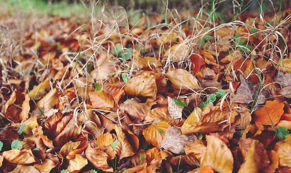 jeseni, suho, tlo, tlu, trava, list, prirode, flore