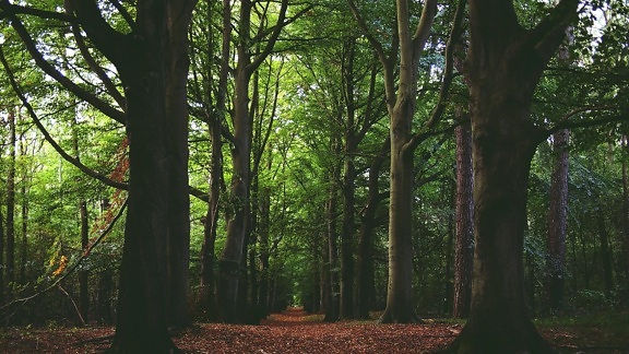 Les, dub, léto, stromy, tráva, venkovní, listí, rostlin, životní prostředí