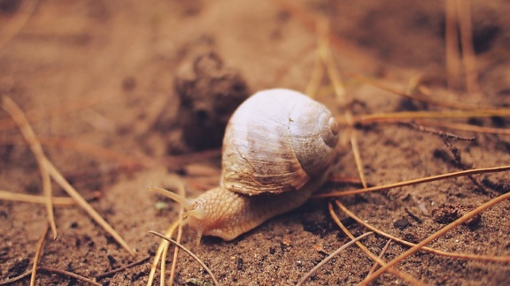 invertebrate, organism, slow, snail, shell, animal, ground, soil, gastropod