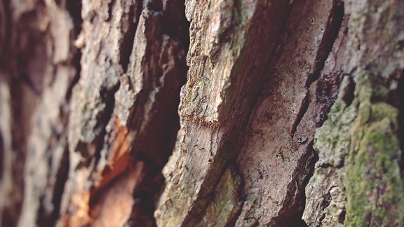 brown, macro, rough, texture, dry, environment, pattern, redwood, dirty, bark, nature, wood, tree
