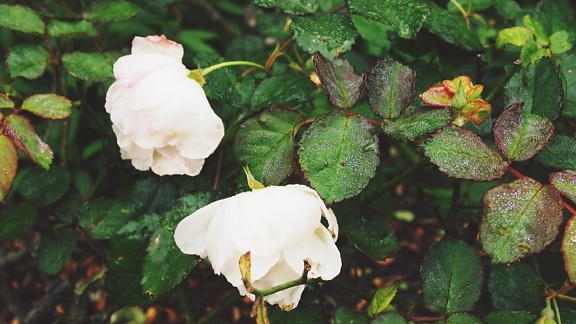 Rosy, dážď, mokré, kvet, list, flóra, príroda, rose, ker