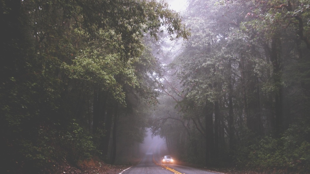 car, headlight, forest, tree, landscape, wood, nature, fog, road