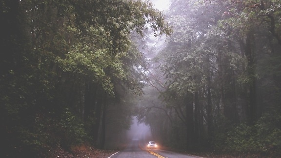 carro, farol, floresta, árvore, paisagem, madeira, natureza, neblina, estrada