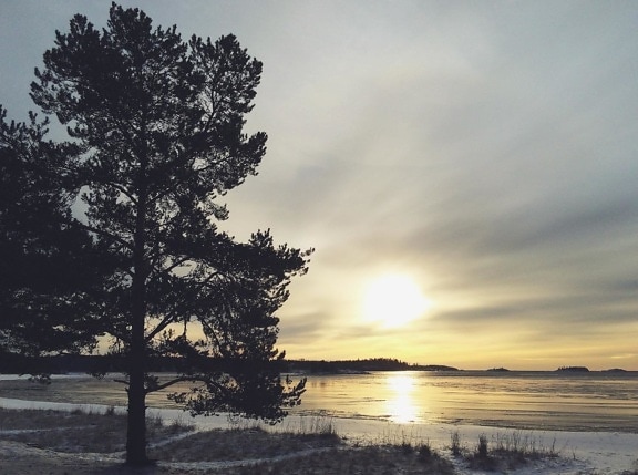 tree, landscape, winter, dawn, nature, sunset, water, sun, sky, lake