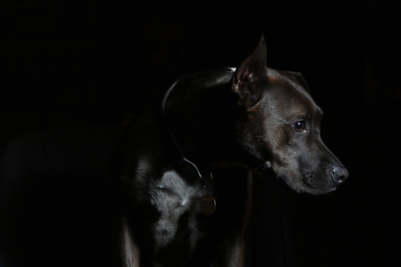 hunden, portrett, dyr, hjørnetann, bilde studio, svart, mørk