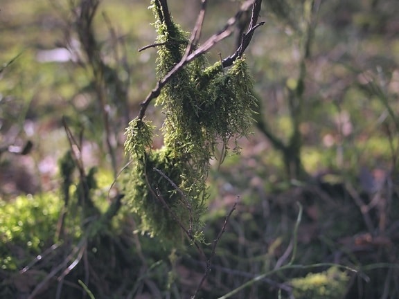 Mousse, lichen, forêt, nature, arbre, bois, branche, feuillage
