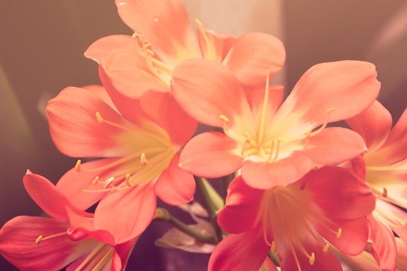 ดอกไม้ ธรรมชาติ ฟลอรา สีชมพู กลีบ ศาลา ดอก บาน