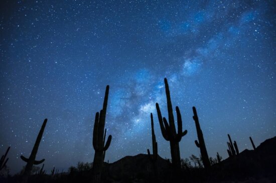 moonlight, sky, cactus, night, dark, nature, light, dark, landscape, silhouette