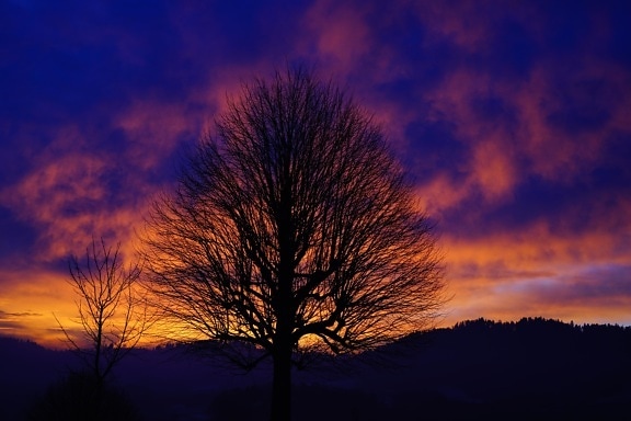 Dawn, solnedgång, sol, träd, sky, atmosfär, landskap