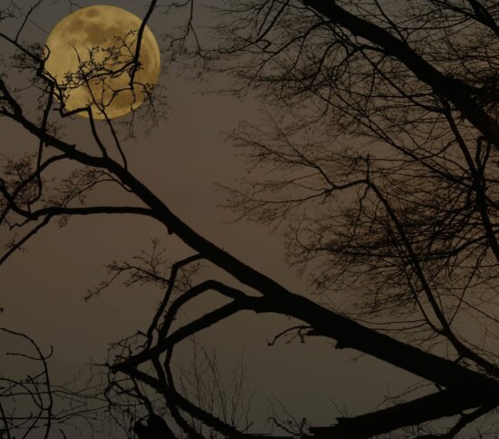 tree, silhouette, backlit, dawn, moonlight, branch, fog, wood