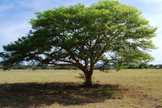 Free picture: tree, wood, landscape, nature, dawn, branch, sky, plant