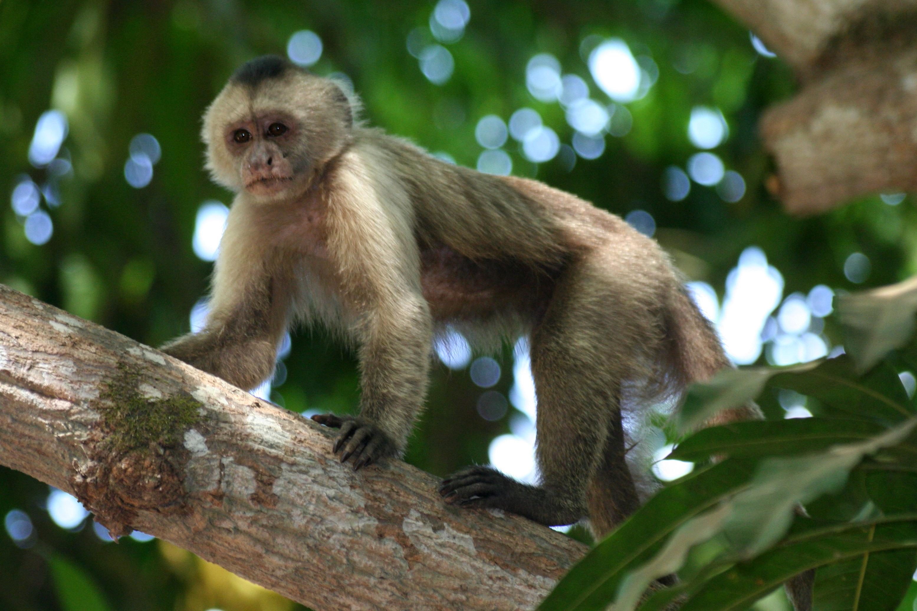 Kostenlose Bild Affen Primaten Wildlife Dschungel Natur Baum Niedlich Regenwald