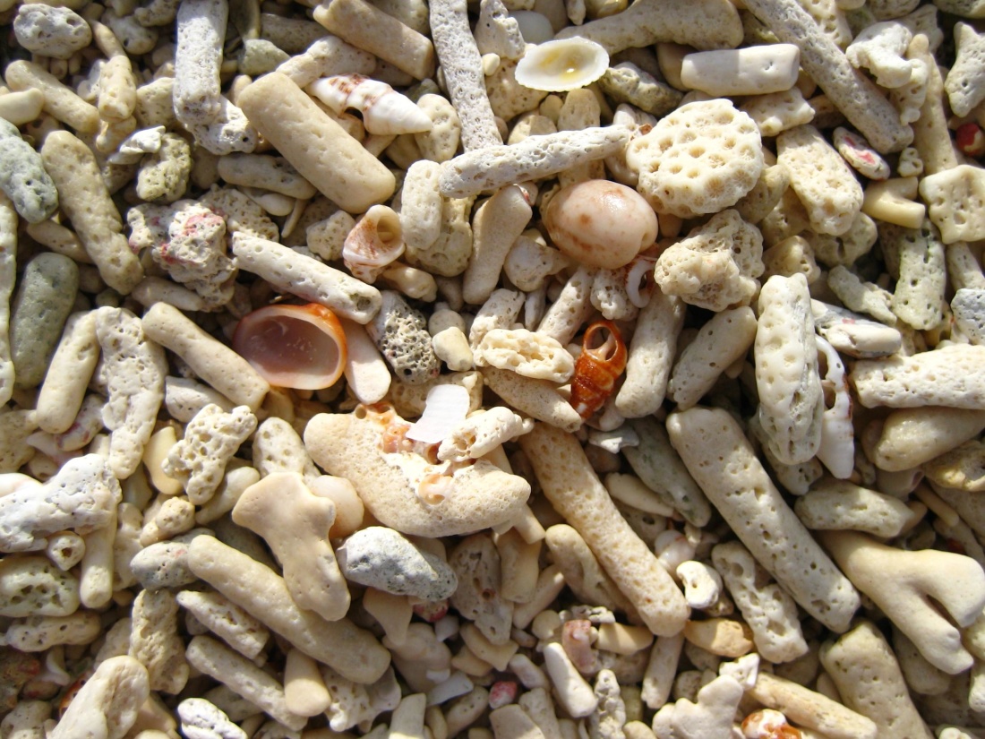seashell, coral, nature, texture