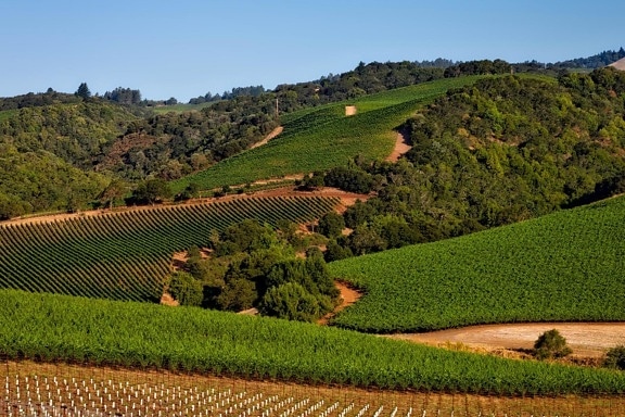 vineyard, agriculture, viticulture, farm, grapevine, landscape, land