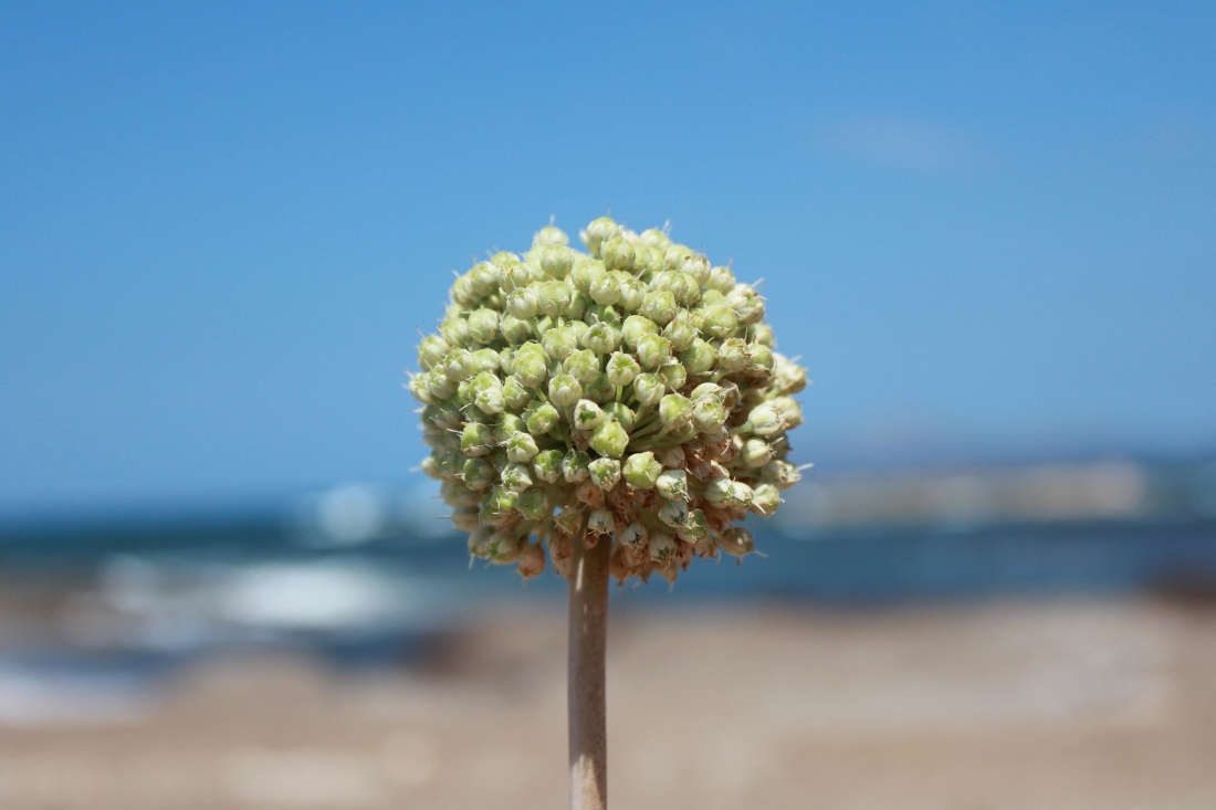 natur, sommar, sky, pollen, blomma, frö, blå himmel