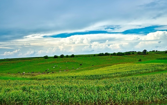 field, agriculture, rural, landscape, farm, grass, countryside, nature