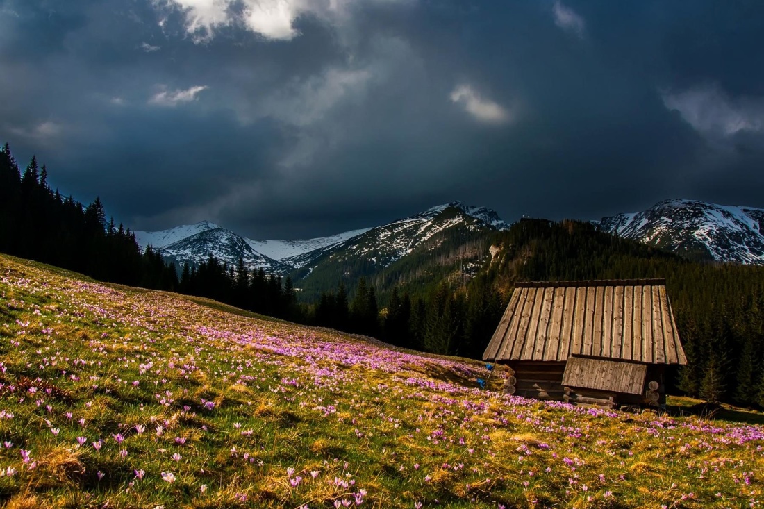 nature, wood, landscape, mountain, meadow, hill