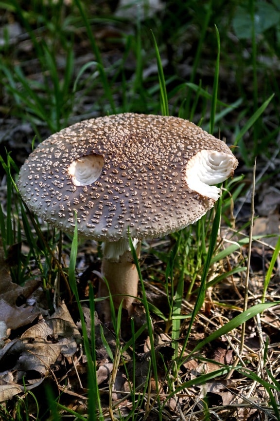 Природа грибок гриб, трава, дерево, Дикий