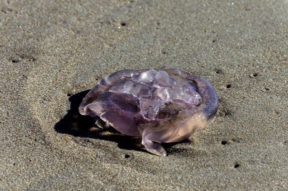strand, zand, kust, shell, natuur, organisme