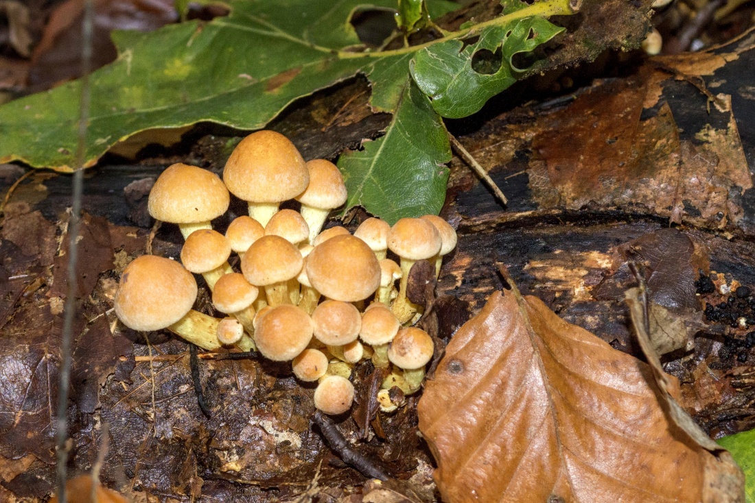 Природа грибок листя, дерево, їжі, коричневий