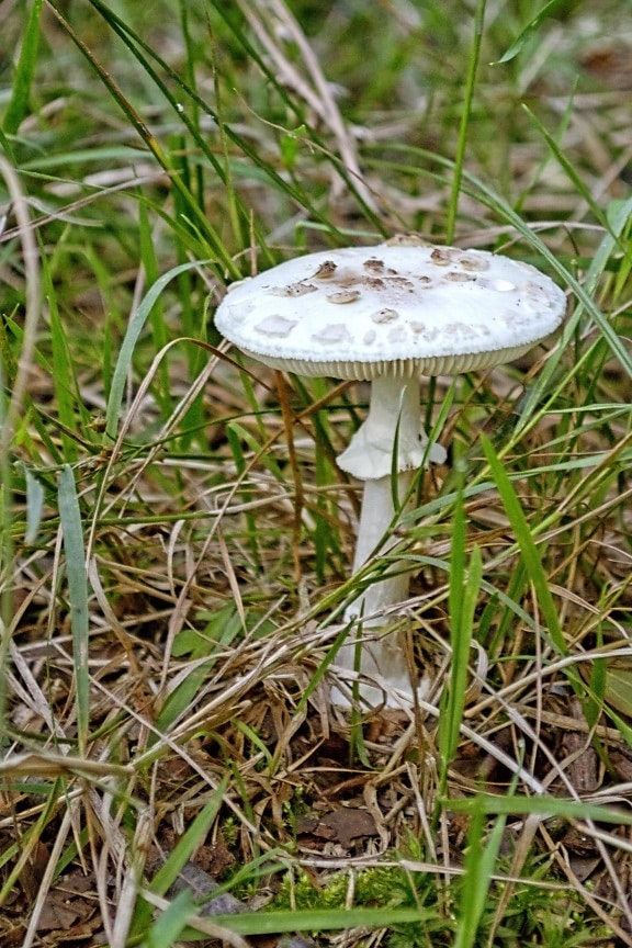 fungus, mushroom, nature, grass, wild, wood, forest