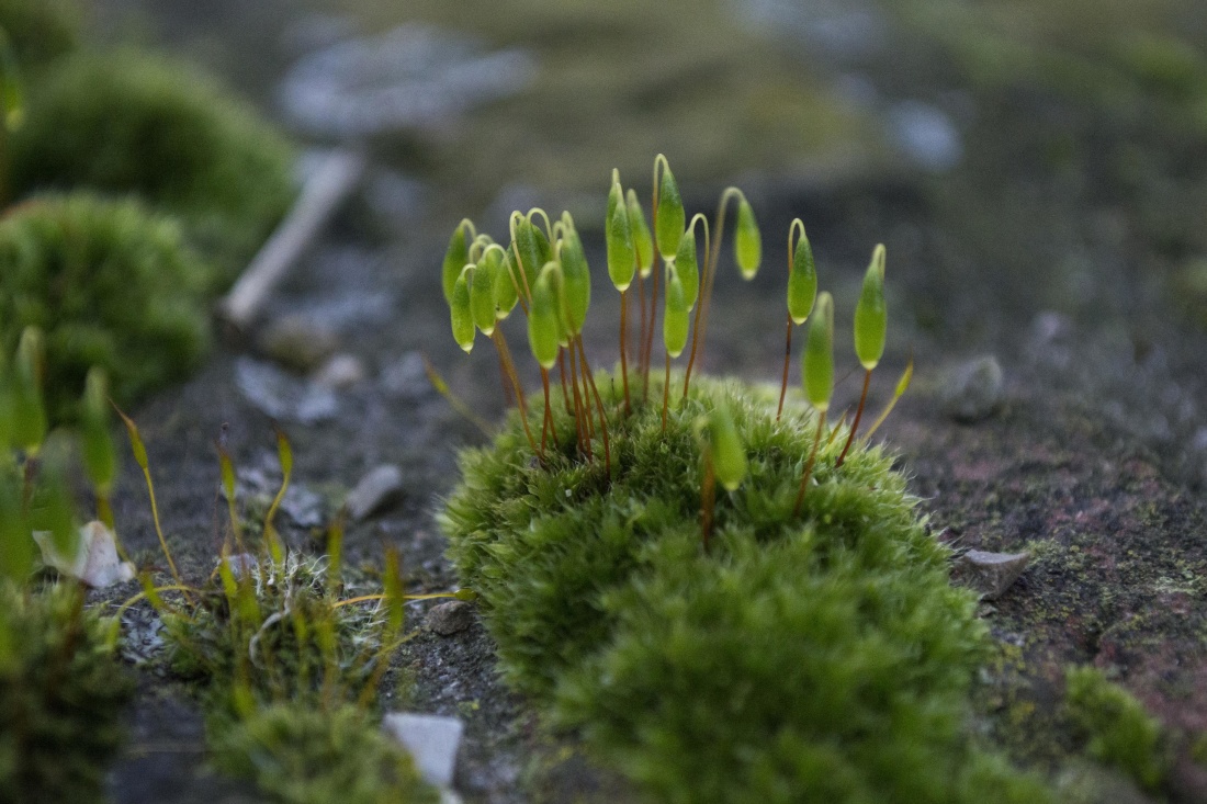 ธรรมชาติ พืช ใบ หญ้า สิ่งแวดล้อม moss นิเวศวิทยา พืช ไลเคน