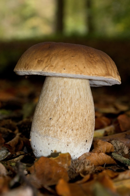 fungus, mushroom, spore, wood, food, poison