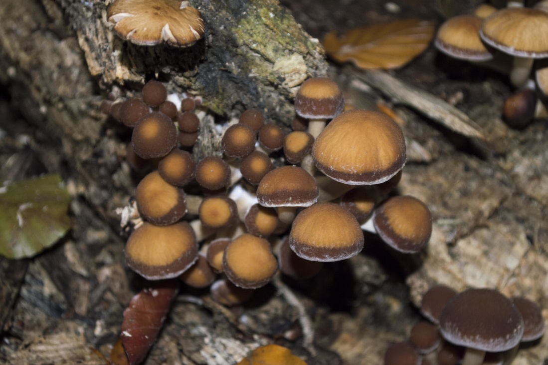 fungus, mushroom, wood, moss, flora, daylight, nature, brown