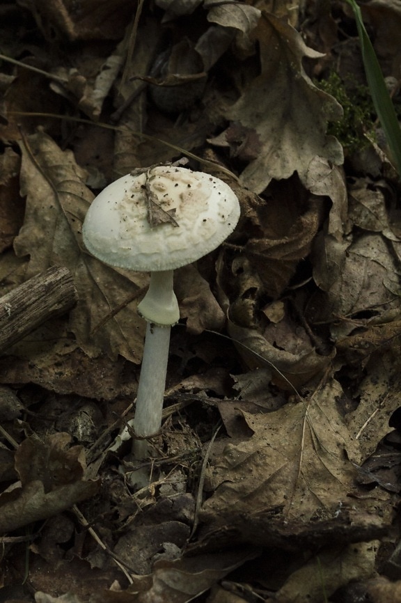 mushroom, fungus, nature, toxic, toadstool, wood, food, poison