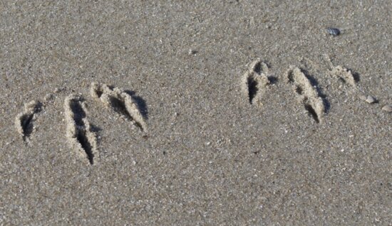 sand, beach, seashore, footprint, foot, shore, footstep