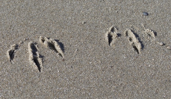 沙子, 海滩, 海岸, 足迹, 脚, 岸上, 脚步