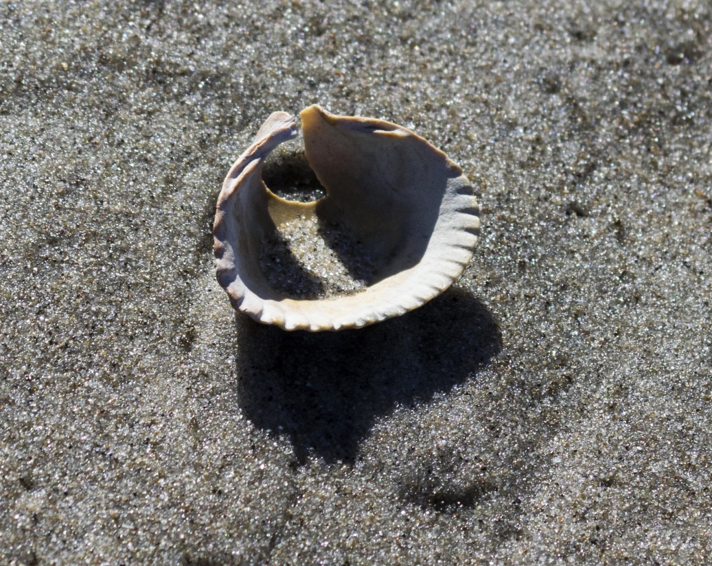 beach, seashore, sand, seashell, shell