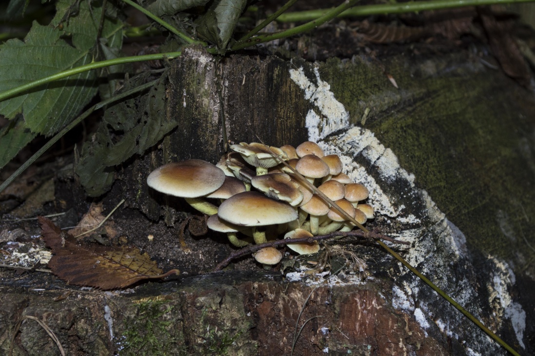 fungo, cogumelo, natureza, madeira, musgo, organismo