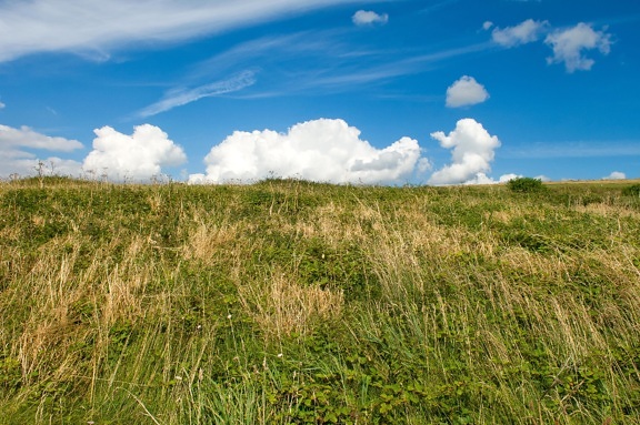 herbe, nature, paysage, champ ciel, rural, pré, Prairie