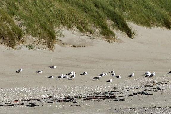 chim mòng biển, cát, bãi biển, bờ biển, nước, thiên nhiên, cảnh, bờ biển