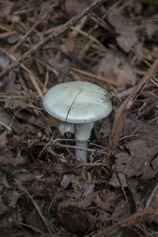 грибок гриб отрута, токсичні, природи, деревина, рослинна