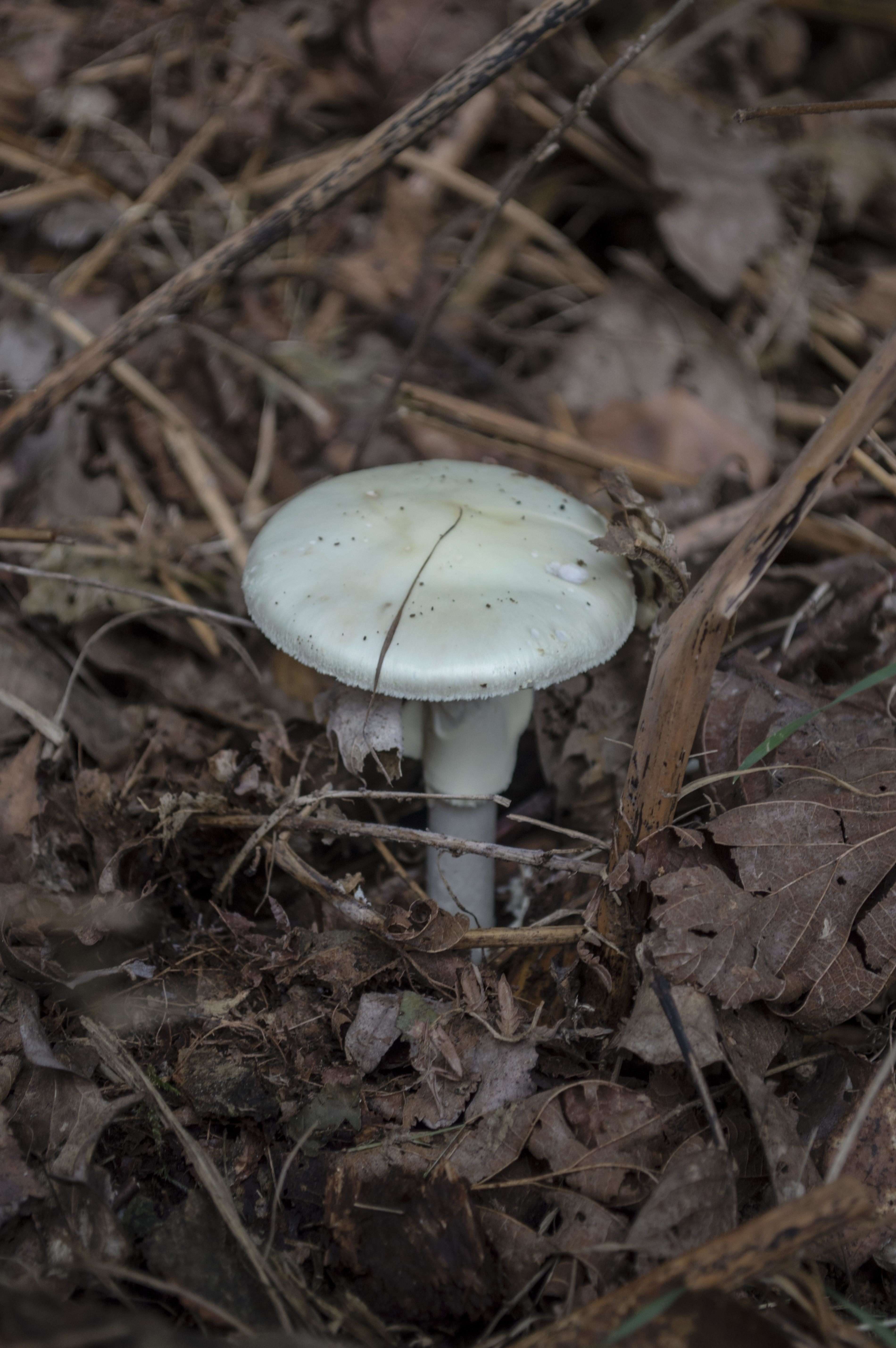 Ядовитые вещества грибы. Почвенные грибы. Грибы однотонные. Гриб лопаточка грибная. Летний белый гриб.