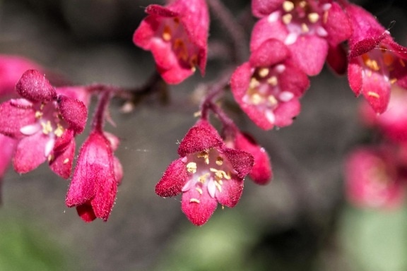 ดอกไม้ ธรรมชาติ พืช สวน สาขา ใบ สีชมพู กลีบดอก ดอก