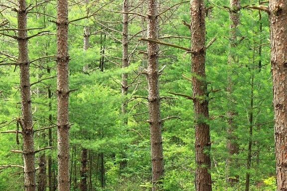 dřevo, příroda, strom, krajina, list, prostředí, jehličnatý, lesní