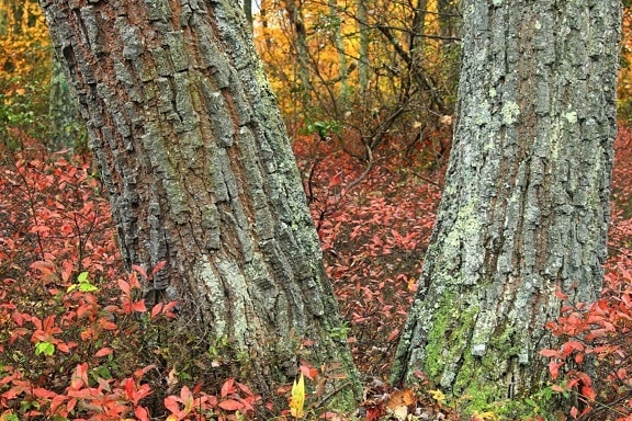 dřevo, strom, listy, příroda, kůra, krajina, Les, dub