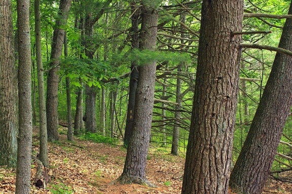 strom, dřevo, příroda, krajina, list, jehličnatý, prostředí, dub, lesní