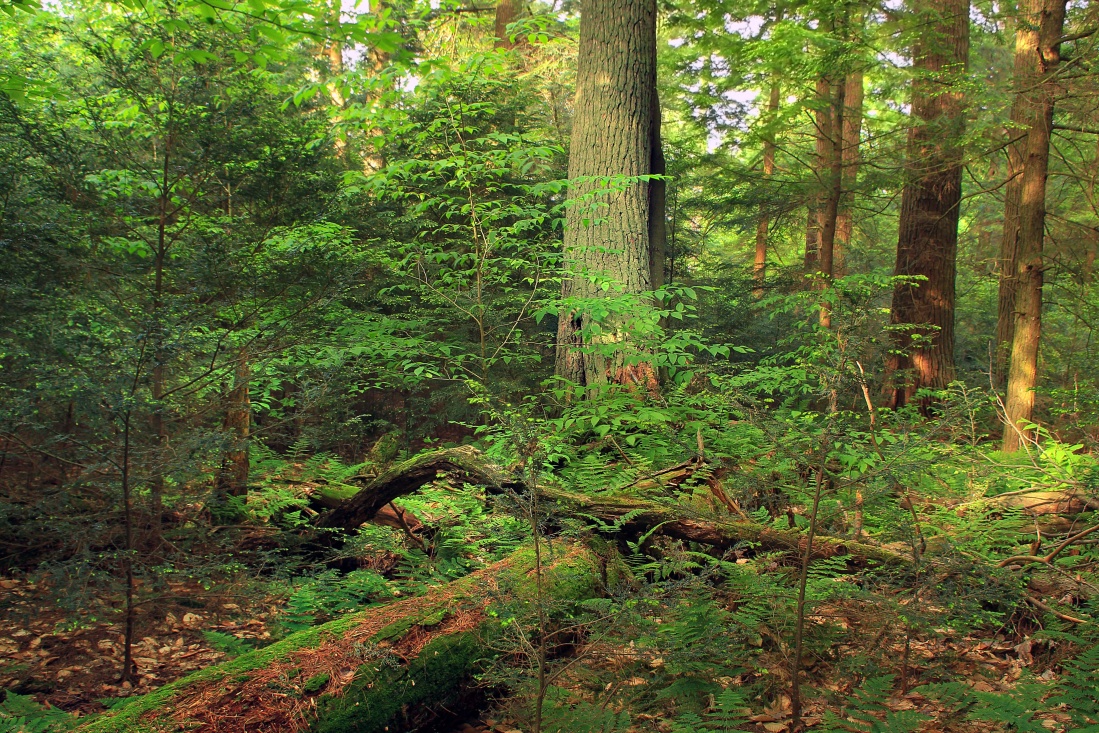 dřevo, list, strom, příroda, krajina, životní prostředí, dawn, letní, lesní