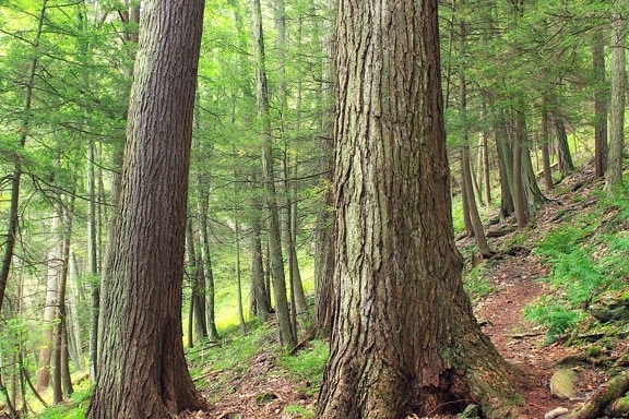 dřevo, příroda, strom, krajina, listí, Les