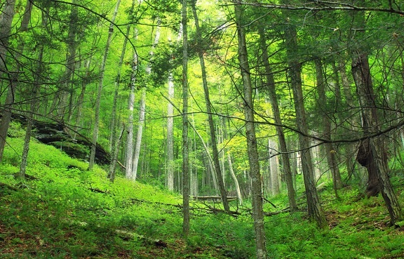 dřevo, příroda, strom, list, krajina, dawn, životní prostředí, Les