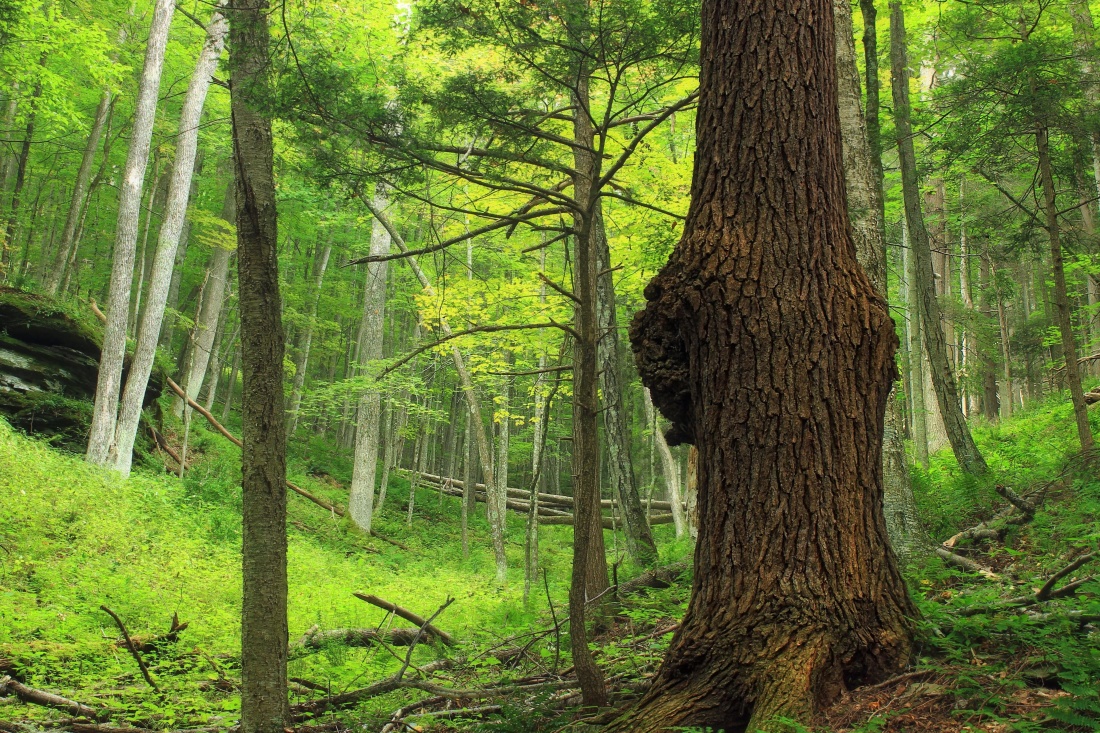 дървен материал, дърво, природа, листа, пейзаж, околна среда