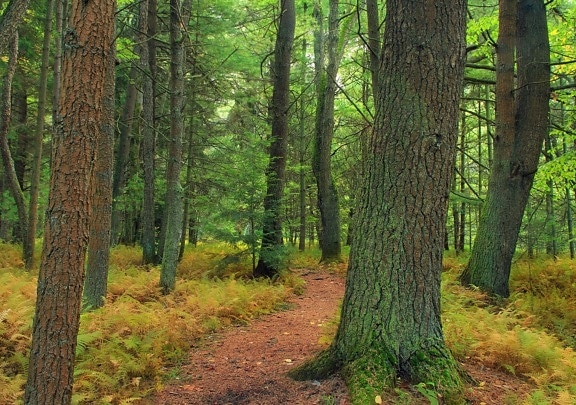 dřevo, strom, příroda, krajina, léto, list, prostředí, Les, cesta